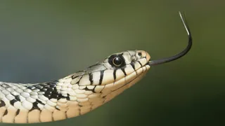 Cobra Slithers Into Sleeping Man’s Boxers; Petrified Internet Has Questions | Viral Video